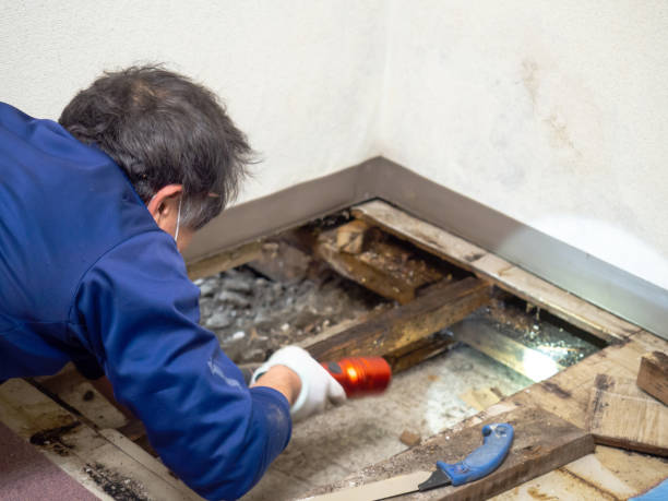 Best Attic Mold Removal  in Jackson, SC