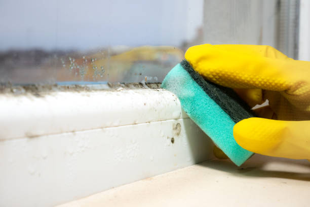 Mold Removal Process in Jackson, SC