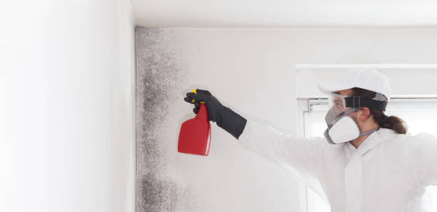 Best Mold Damage Repair  in Jackson, SC