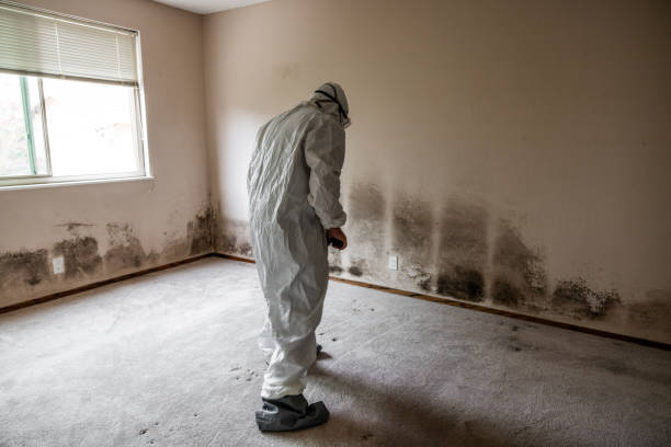 Trusted Jackson, SC Mold Removal Experts