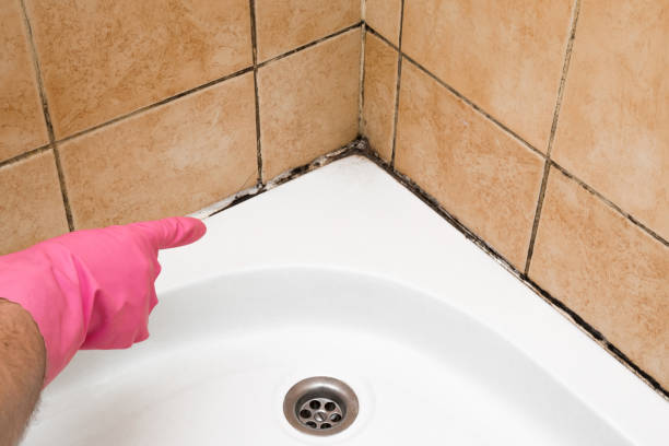 Best Mold Remediation Experts  in Jackson, SC